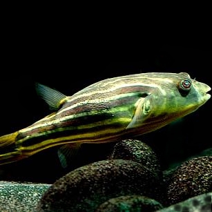 Tetraodon fahaka   Kogelvis Afrika SM